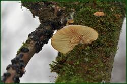0_153b7b_3654e901_orig.jpg
