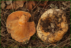 0_10389c_fb968101_orig.png