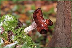 0_15276e_87cf9229_orig.jpg