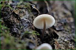 0_153b4b_8a666e2c_orig.jpg