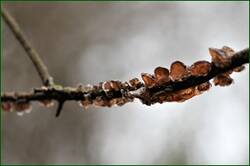 0_1532bf_9b50715a_orig.jpg