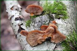 0_15552e_b4150259_orig.jpg