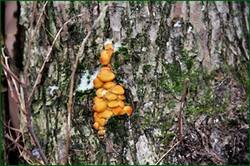 0_1528d0_fe74a0f7_orig.jpg