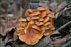 0_154a82_1a21d75_orig.jpg
