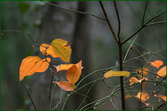 0_103f5d_7e912db9_orig.png