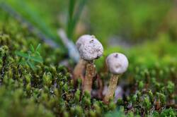 0_153c94_9716c2ae_orig.jpg