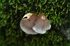0_103962_f73bc6aa_orig.png