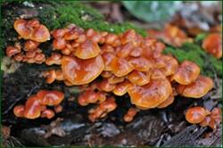 0_153b41_695d3ad6_orig.jpg