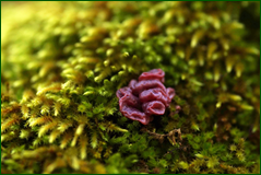0_103986_103bd809_orig.png