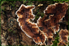 0_103f57_a1d5ecd6_orig.png