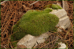 0_10386e_fce8a21d_orig.png