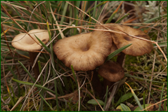 0_1038c0_cbc5149a_orig.png