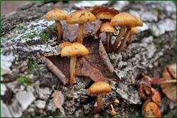 0_152737_a101f883_orig.jpg