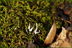 0_103900_45d28e5b_orig.png