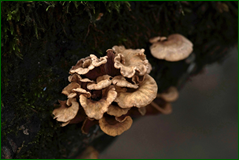 0_10396a_6f740917_orig.png
