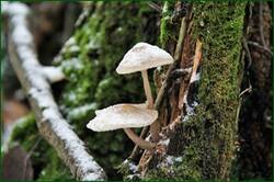 0_15269f_16bdf553_orig.jpg