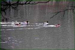 0_15552a_c534baf4_orig.jpg