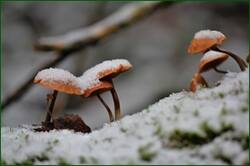 0_153b77_8a2c4169_orig.jpg
