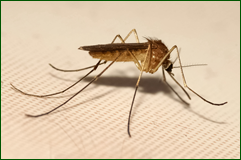 0_108b50_9bcc6486_orig.png