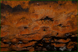 0_d9595_51bd04bb_orig.png