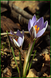 0_107209_35b0d458_orig.png