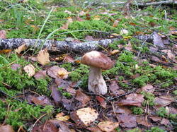 0_cb3e1_8883a2e6_M.jpg