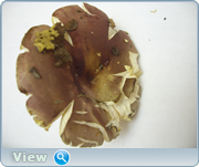 0_13054d_11706ab_orig.png