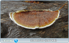 0_fc280_bf8144df_orig.png