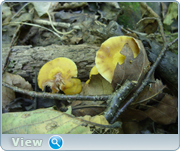 0_130bd7_6b120c05_orig.png