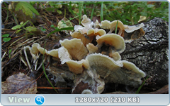 0_1121e9_d7e7dc39_orig.png