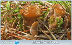 0_12ba6b_37785435_orig.png