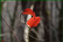 0_10723b_d8542ea0_orig.png