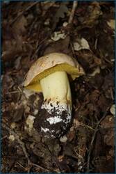 0_cf46c_7585a86c_orig.jpg
