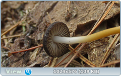 0_137ab6_4dabd45f_orig.png