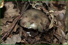 0_fc685_7e652994_orig.jpg