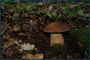 0_d2aec_3e065ed7_orig.jpg