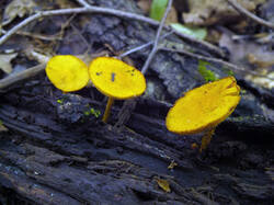 0_f1669_6eccae91_M.jpg