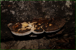 0_d9583_fa88e149_orig.png