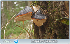 0_137655_7873412_orig.png