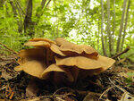 0_c2435_3306f1b4_S.jpg