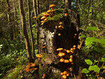 0_bb756_7b63cc8_S.jpg