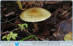 0_f381a_fdaa5264_orig.png