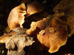 0_bc543_e1f56e9e_S.jpg