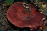0_d32a6_d469ae84_orig.jpg