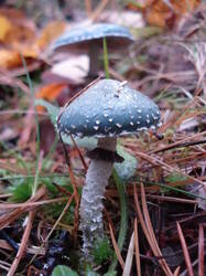 0_12e475_bd758970_L.jpg