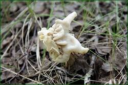 0_147463_1e480915_orig.jpg