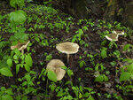 0_ae436_e41a8465_S.jpg