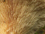 0_baa06_bb49fbc7_S.jpg