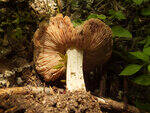 0_ae47f_10a5eab4_S.jpg