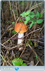 0_102dbb_cca9527b_orig.png